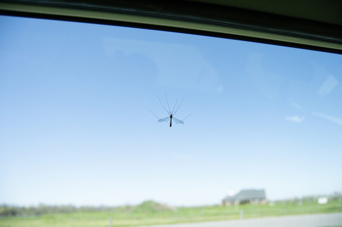 A friendly Daddy Long Leg comes along for a nice ride in Nick Taylors car, appearing on the inside of his window.