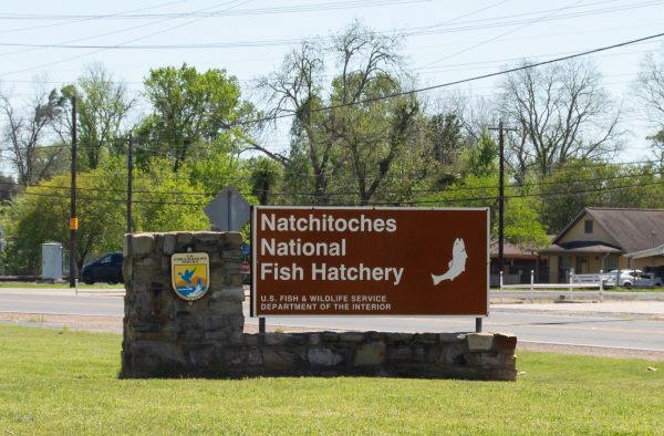 The Natchitoches National Fish Hatchery is located at 615 South Drive.